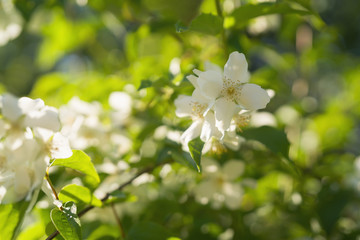 blossoming jasmine flowers on a sunny summer day