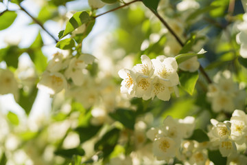 blossoming jasmine flowers on a sunny summer day