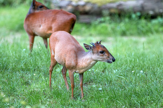 Rotducker Antilope (Cephalophus natalensis) Natal-Rotducker