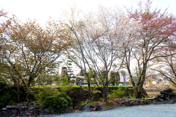 Fototapeta na wymiar Landscape of white and orange sakura flower tree in Japan