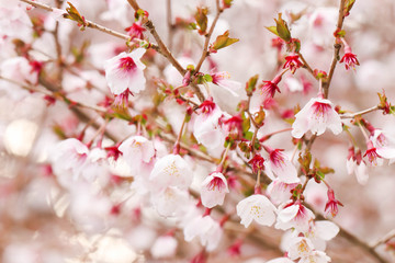 Fototapeta na wymiar Beautiful white and pink cherry blossom Sakura flower in Japan background