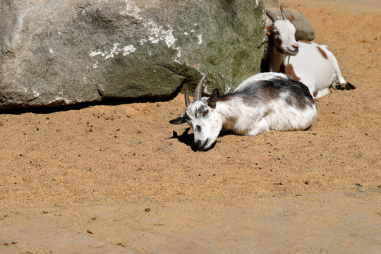 Female of African pygmy goats
