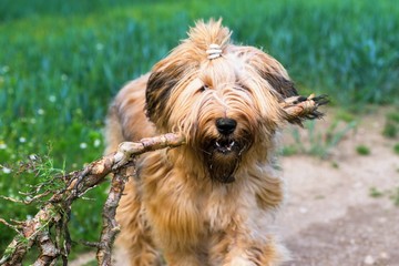 Dog briard with stick in his mouth.