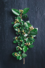 Blooming contoneaster branch on a grungy rustic blackboard background.