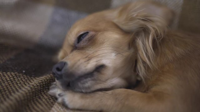 adorable funny dog chihuaha sleeps on plaid