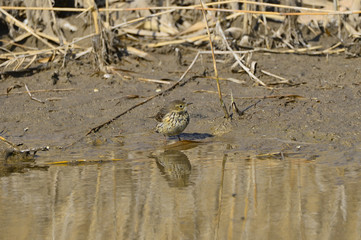 A beautiful bird in wetlands