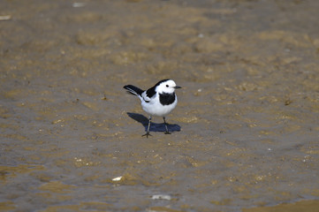 A beautiful bird in wetlands