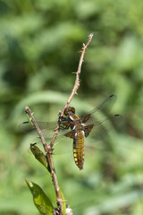 Dragonfly, caterpillar and balaclava on a twig.