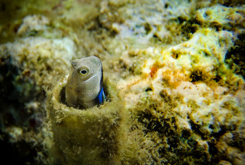 Small coral fish of the Red Sea from the family Blennidae - Lance blenny (Aspidontus dussumieri)