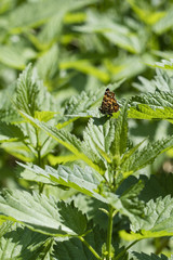 Butterfly sitting on a nettle leaf.