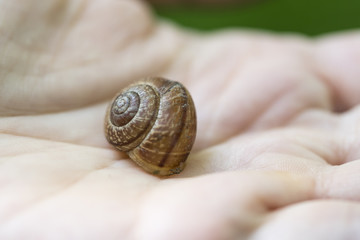 The stew of the brown snail in the palm of your hand.