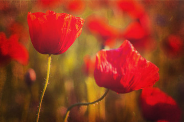 Obraz premium Photo of poppy with texture applied on it