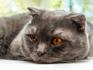 sad sluggish cat, Scottish Fold breed, laid his head on a white window sill against a tree background