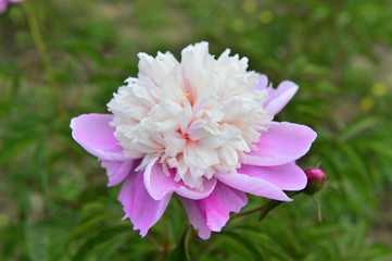 Obraz premium The peony in the park