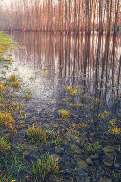 Trees reflected in the overflooded Zagyva river in Szolnok