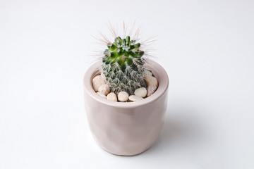 Small plant in pot succulents or cactus on white background by front view.