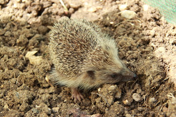 Hérisson commun
