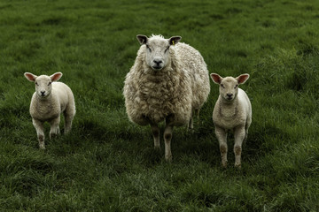 Obraz premium Sheep And Lambs