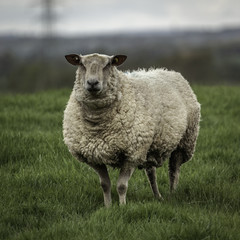 Sheep