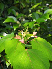 アカメガシワの花芽