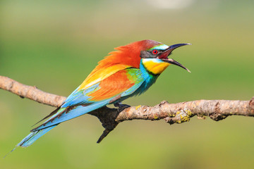 angry bird with a colorful plumage