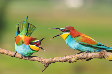 brawl of beautiful birds with long beaks
