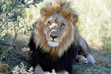 Fototapeta na wymiar Botswana: Eye in eye with a lion lying in the bush