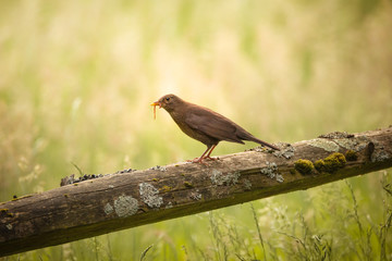 Common blackbird female