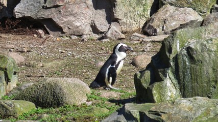 penguin in captivity