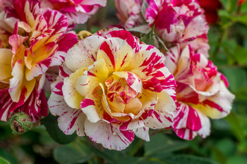 roses in the garden in spring