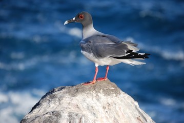Seagull