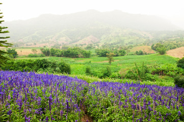Violet flowers field in spring season