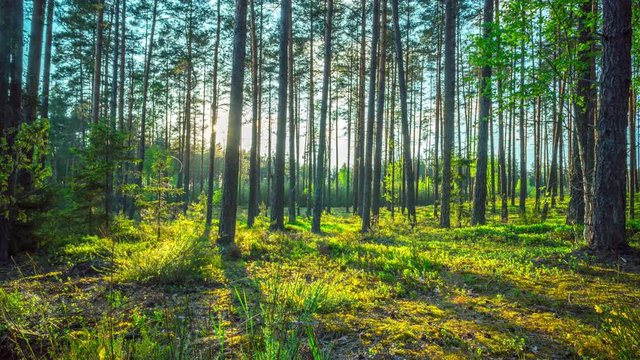 Magic Forest and the sun, time-lapse with crane