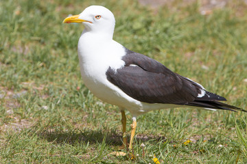 Silbermöwe (Larus argentatus) Herring Gull