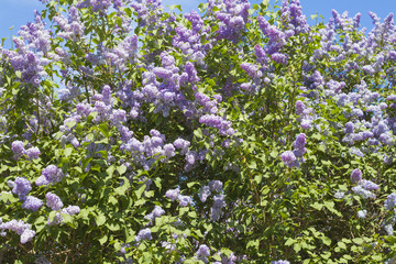 Beautiful blooming lilac close-up against a sky in summer