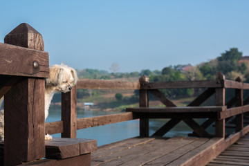 Dog happy when vacation travel at wooden bridge