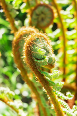 Vernal unfolding fern leaves. Young sprouts of the fern. Fern sprout in the sun. Natural floral fern background in sunlight.