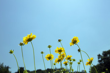 Blue Sky and Yellow daisy