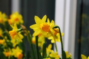 Obraz premium Close up of a bunch of daffodils in full bloom