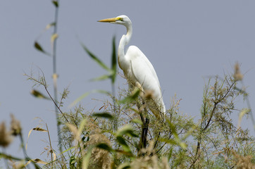 Grande Aigrette,. Ardea alba, Great Egret