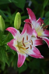 Thunberg lily
