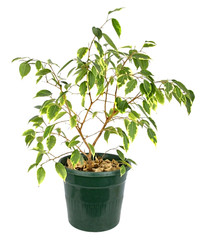 Ficus in a pot