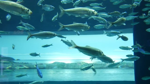fishes floating inside a large fish tank