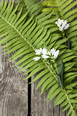 Naklejka premium Green leaves of ferns and white flowers on a dark wooden background.