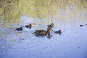 Ente mit Küken im Eppendorfer Moor