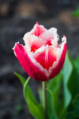 Red tulip flower with white fringe on dark background