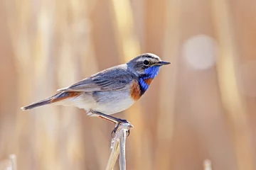 wunderschönes Blaukehlchen mit buntem Gefieder © serhio777