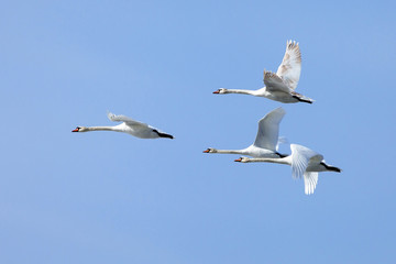 a flock of white swans flying  on the background blue sky