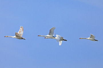 a flock of white swans flying  on the background blue sky