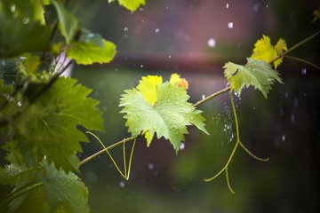 wine plant leaf on rain. rainy nature
